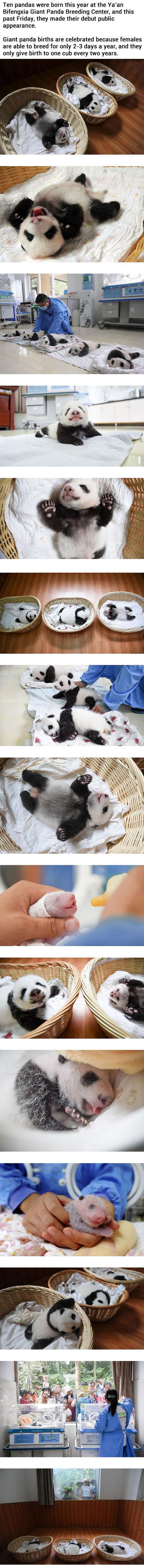 Meanwhile At The Chinese Panda Breeding Center