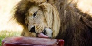 In the summer, zookeepers give lions bloodsicles.