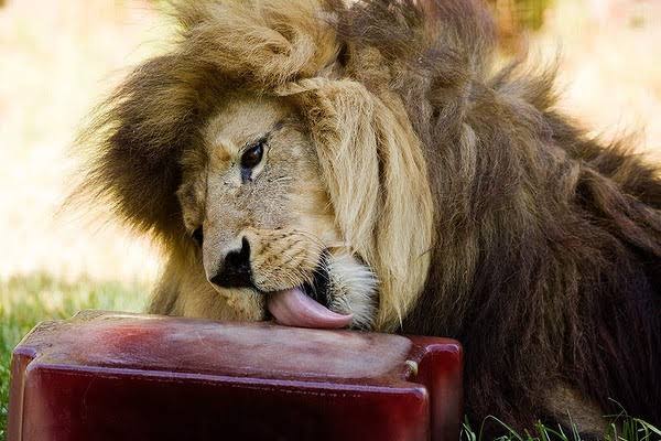 In the summer, zookeepers give lions bloodsicles. 