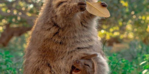 Quokka make good moms.