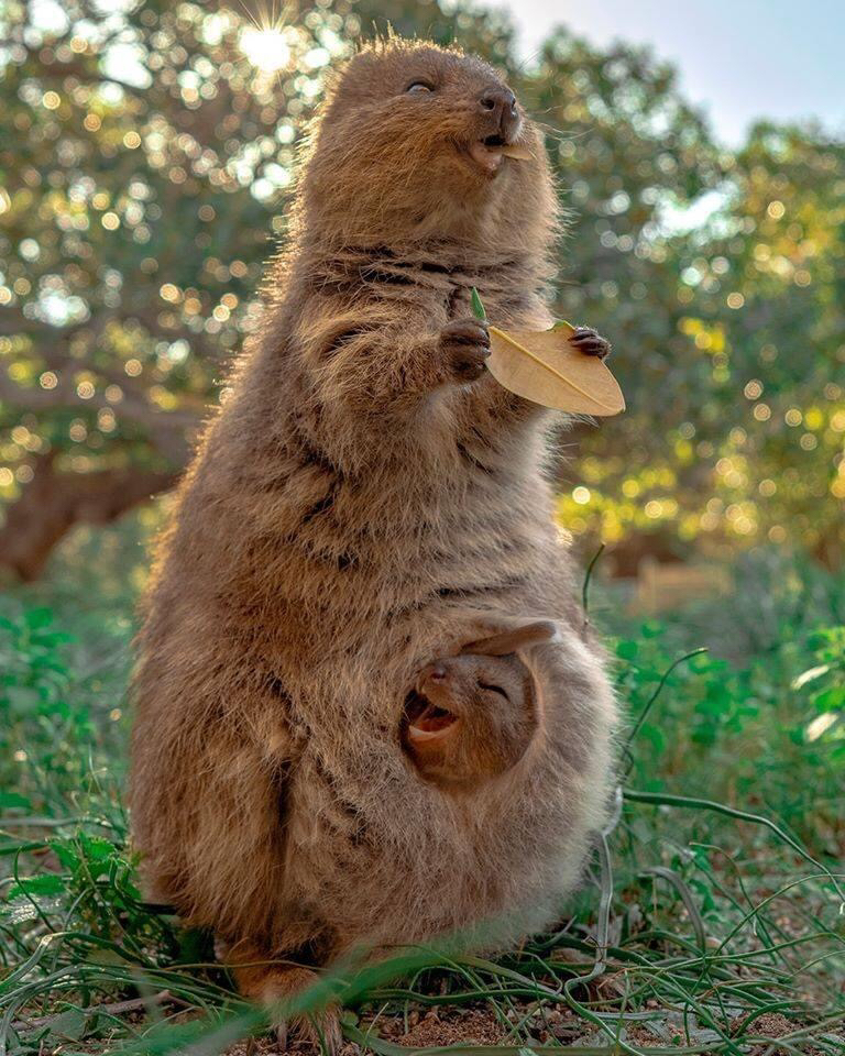 Quokka make good moms.