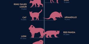 Lifespans of The Rich And The Famous