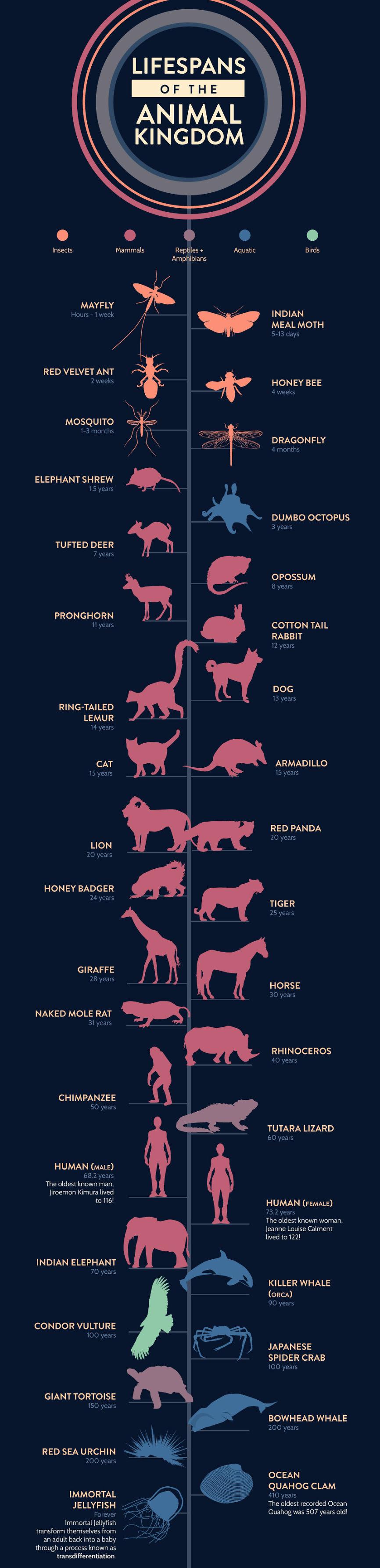 Lifespans of The Rich And The Famous