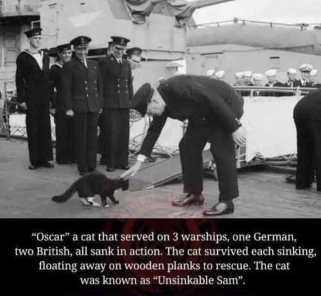 Maybe let's not involve cats in our wars...?