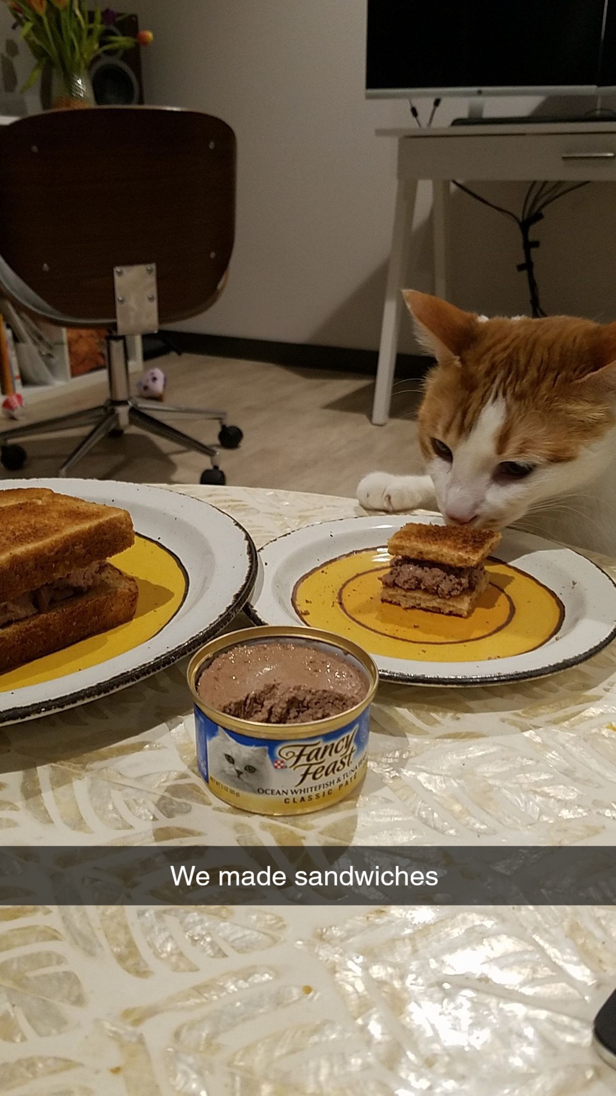 Cats can have a little toast.