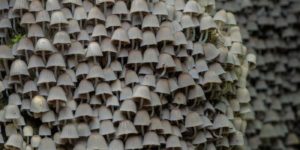 A colony of fairy inkcaps.