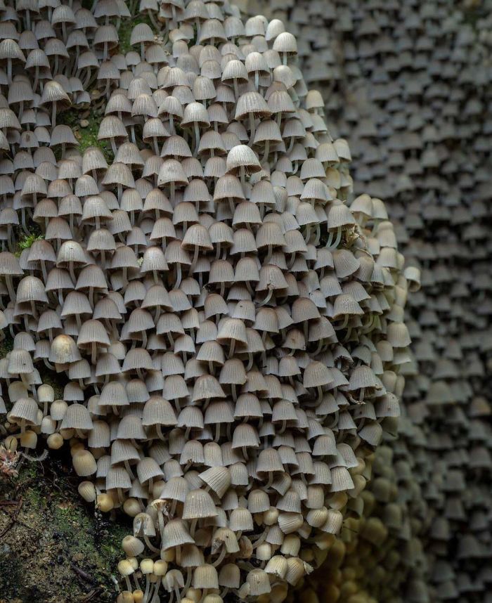 A colony of fairy inkcaps.