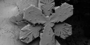 A special snowflake under an electron microscope.