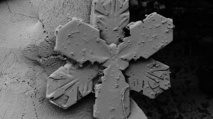 A special snowflake under an electron microscope.