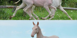 A hairless horse. Burn it with fire, yay or neigh?