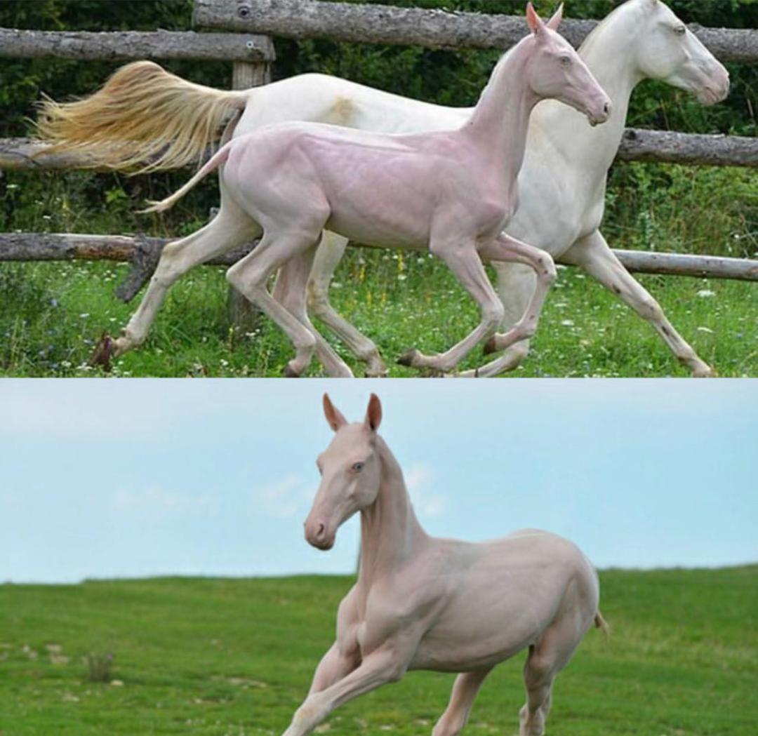 A hairless horse. Burn it with fire, yay or neigh?