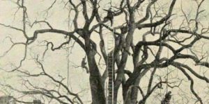 Tree pruning in the 1800’s