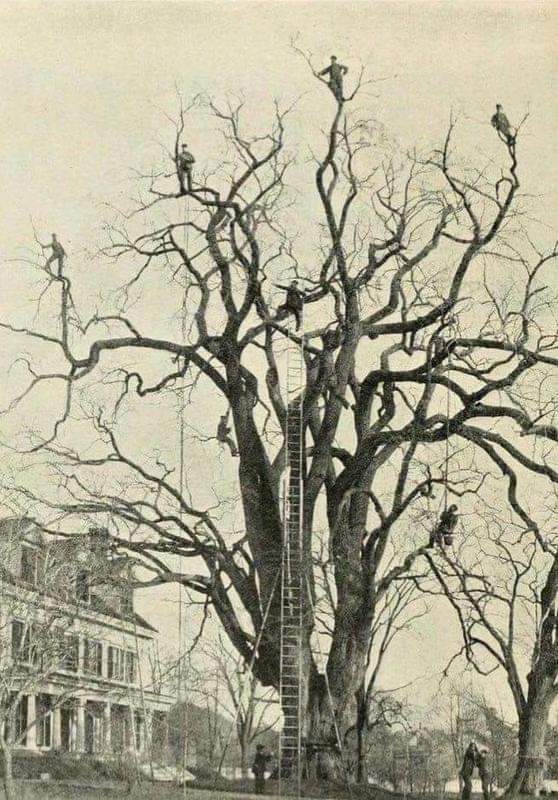 Tree pruning in the 1800's