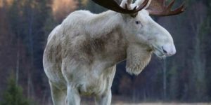 A rare white chocolate Moose