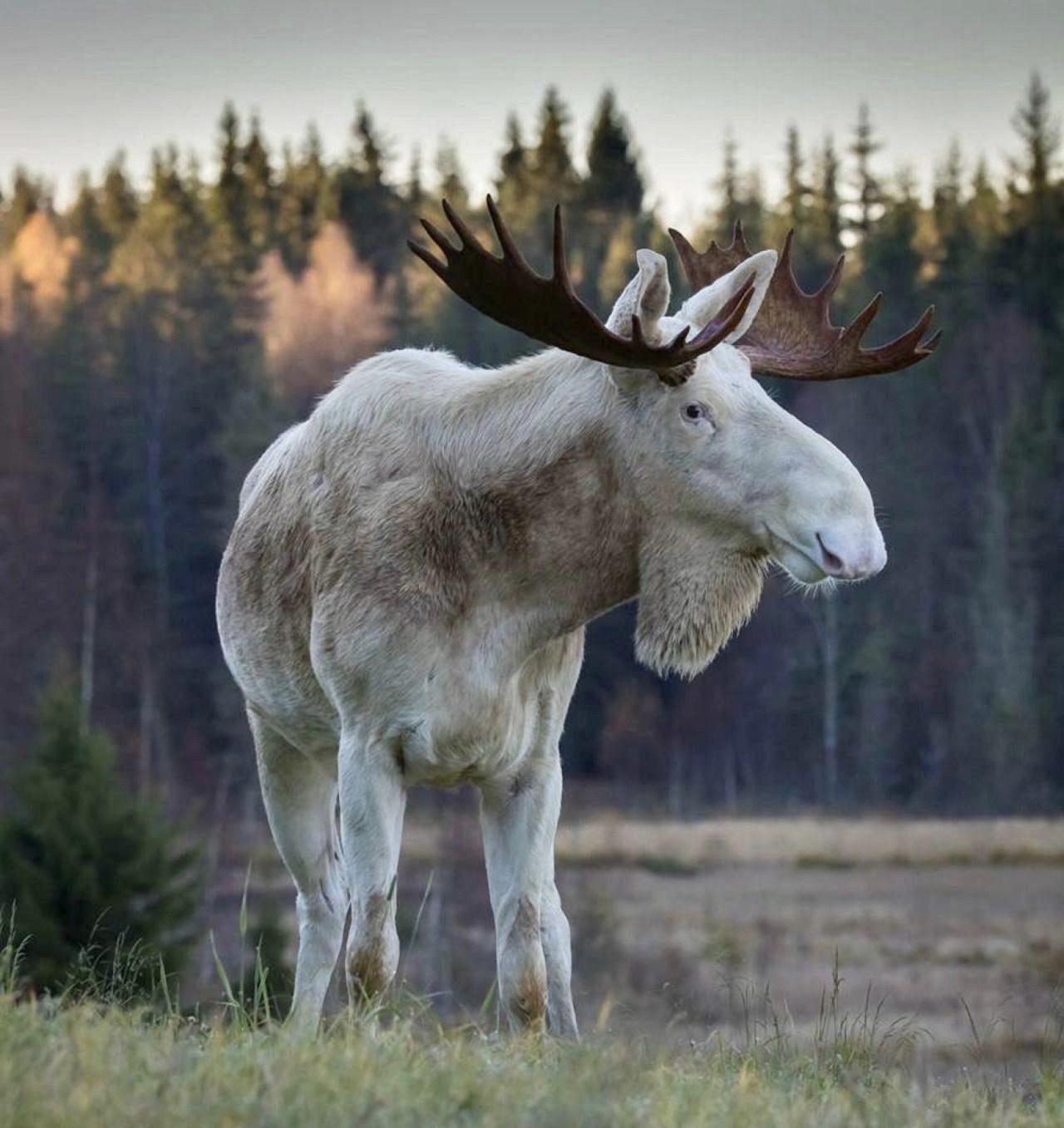 A rare white chocolate Moose