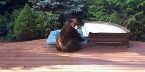 Hot tubs can be for the bears, too.