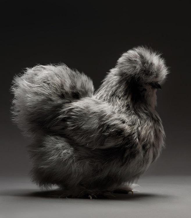 A Fluffy Chicken. I'm Just Gonna Leave It Here.