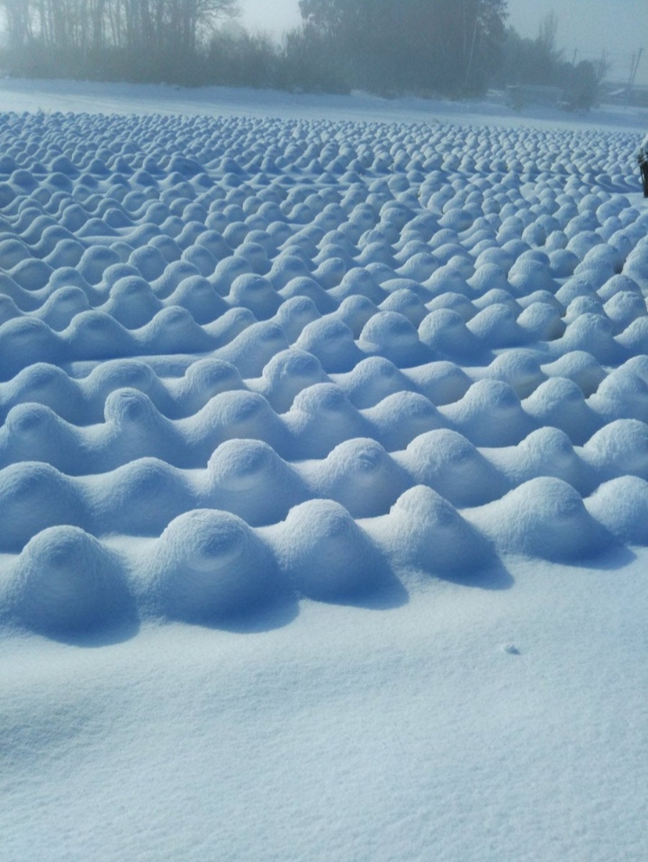 Iced cabbage. 