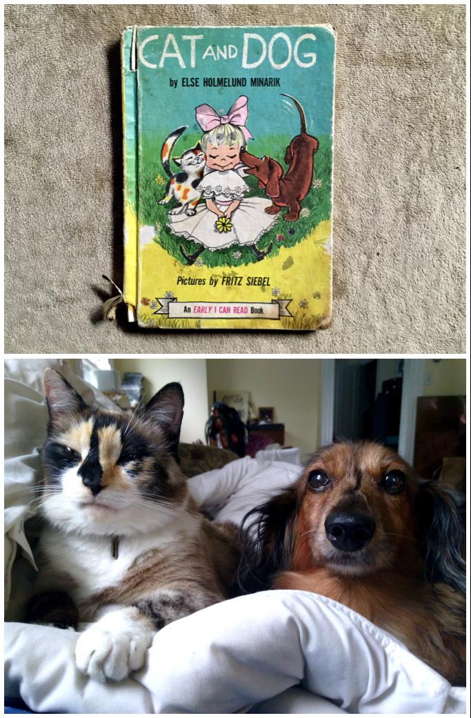 The Cat And The Dog