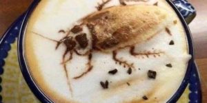 Hot bug milk please.