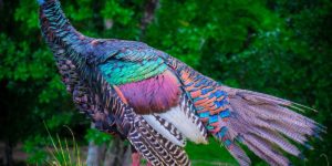 This is what an Ocellated Turkey looks like