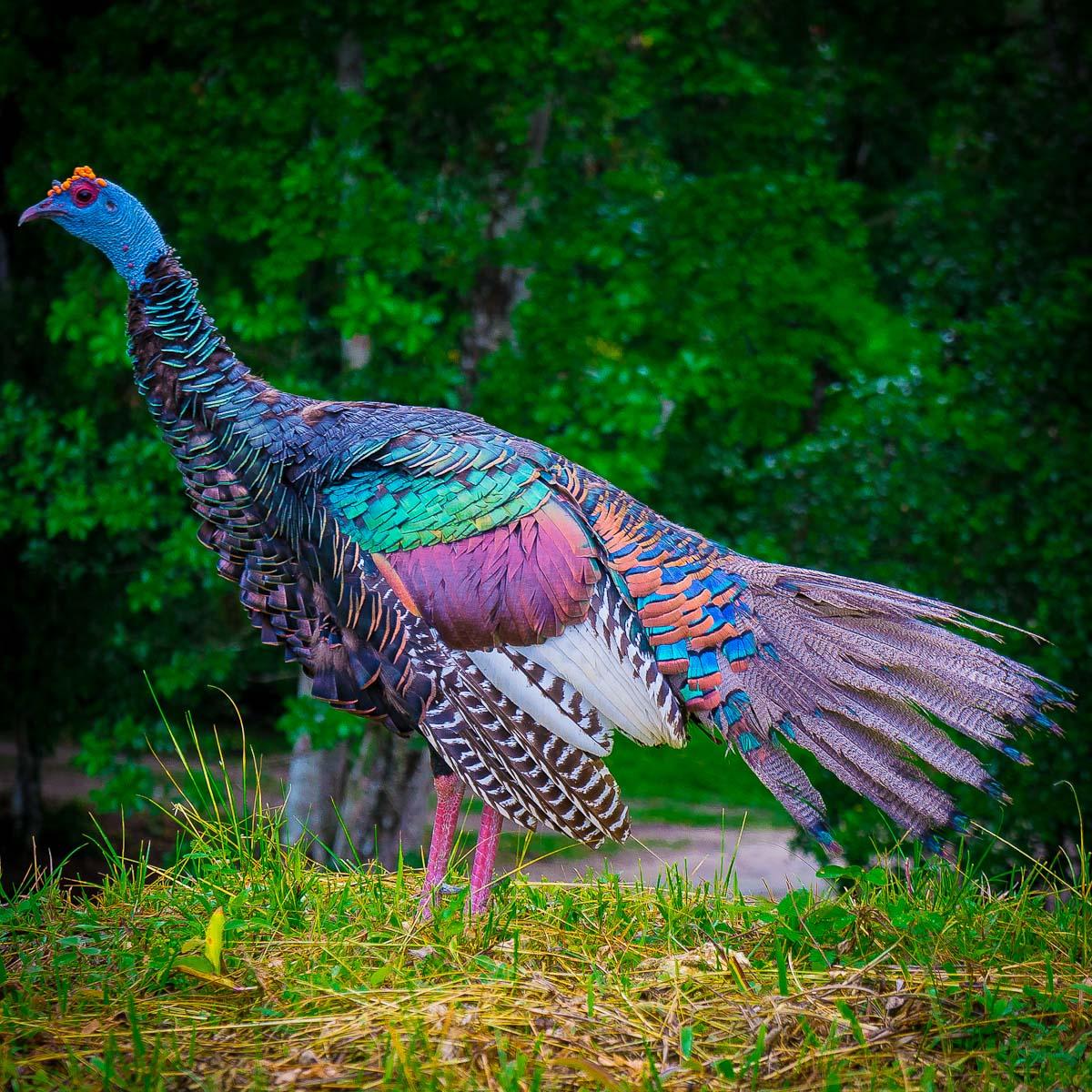 This is what an Ocellated Turkey looks like