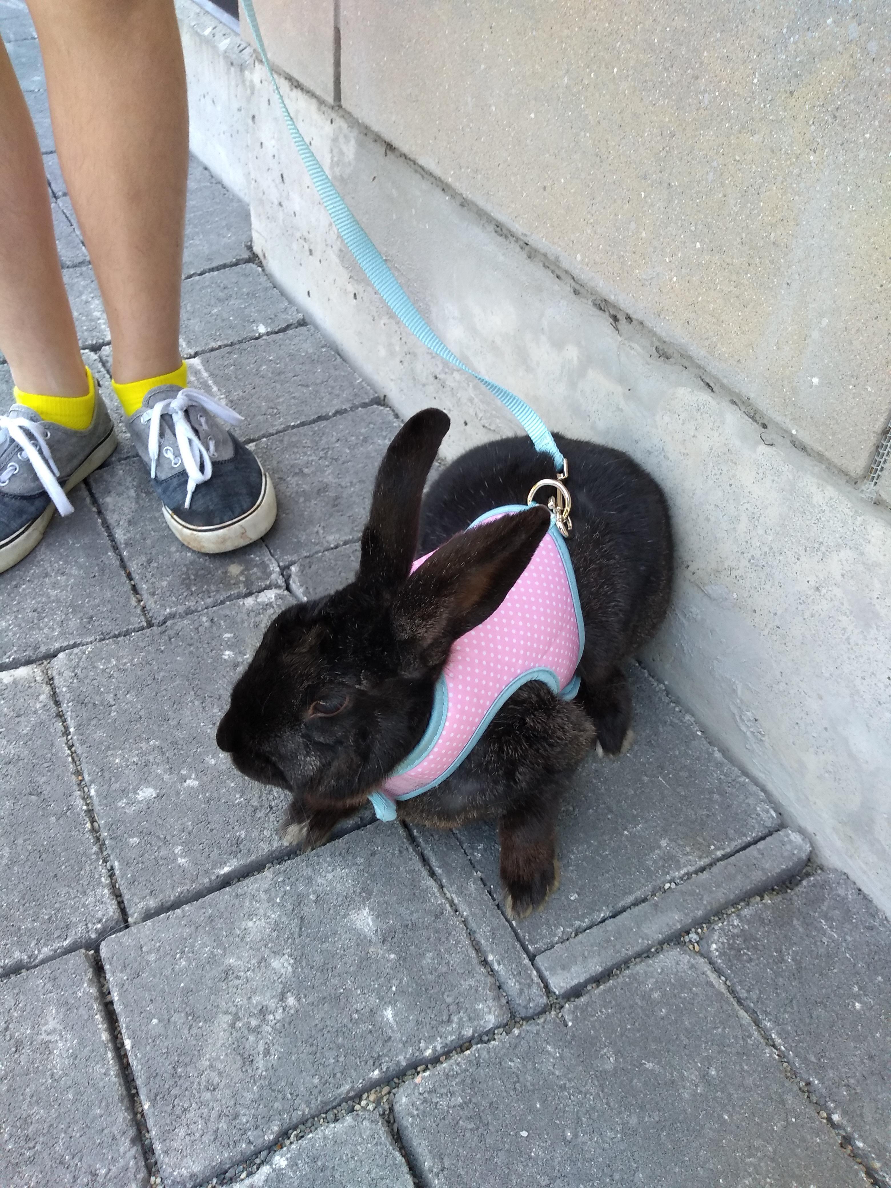 PSA: It is important to walk your flop-eared good boys, too.