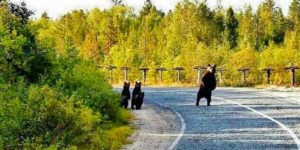 Some bears practice superb traffic safety.