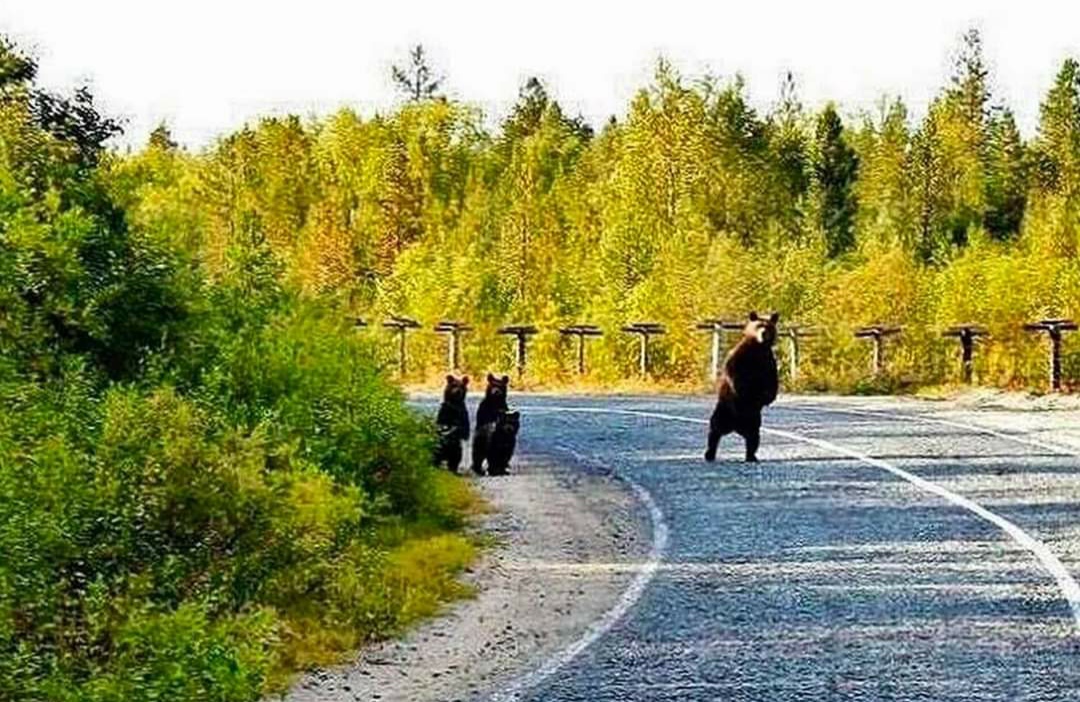 Some bears practice superb traffic safety.