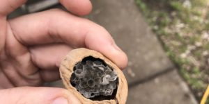 That’s a wasp nest, in a nutshell.