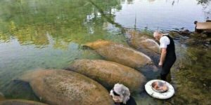 Manatees are large, aquatic,  omnivorous mammals known as sea cows, and do enjoy their choccy bickies, as it were.