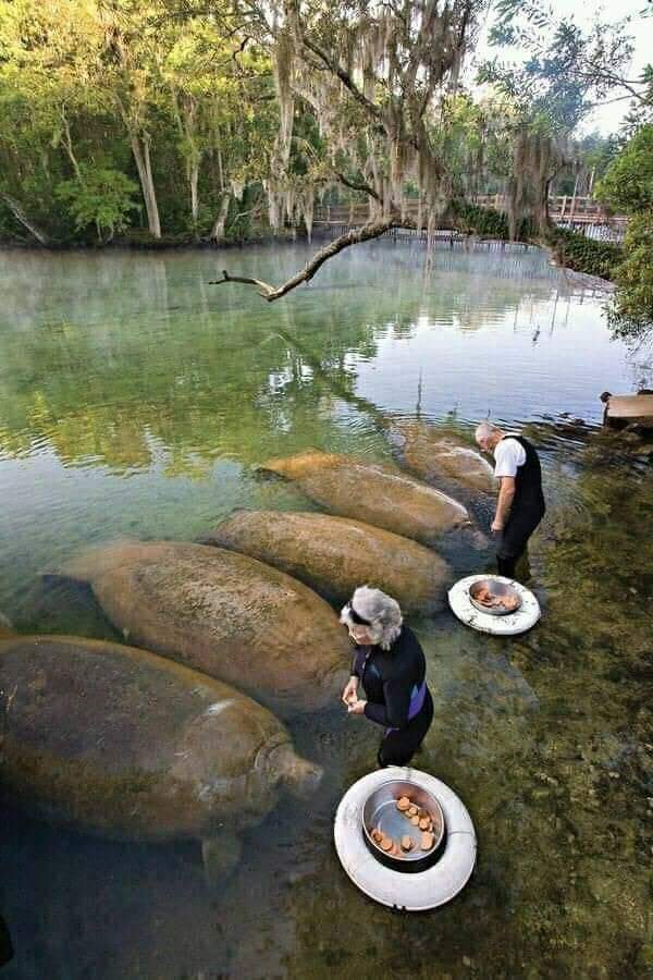 Manatees are large, aquatic,  omnivorous mammals known as sea cows, and do enjoy their choccy bickies, as it were.