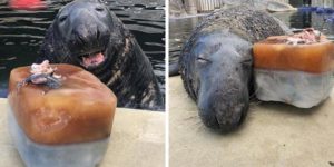 Seal surprised with a giant iced fish cake on his 31st birthday!