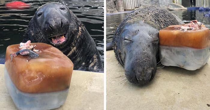 Seal surprised with a giant iced fish cake on his 31st birthday!