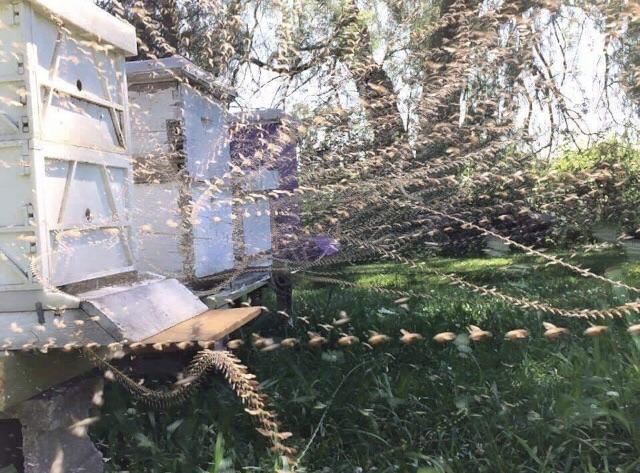 Time lapse at a busy bee airport.