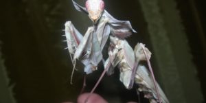 The Devil’s Flower Mantis, AKA Idolomantis Diabolica