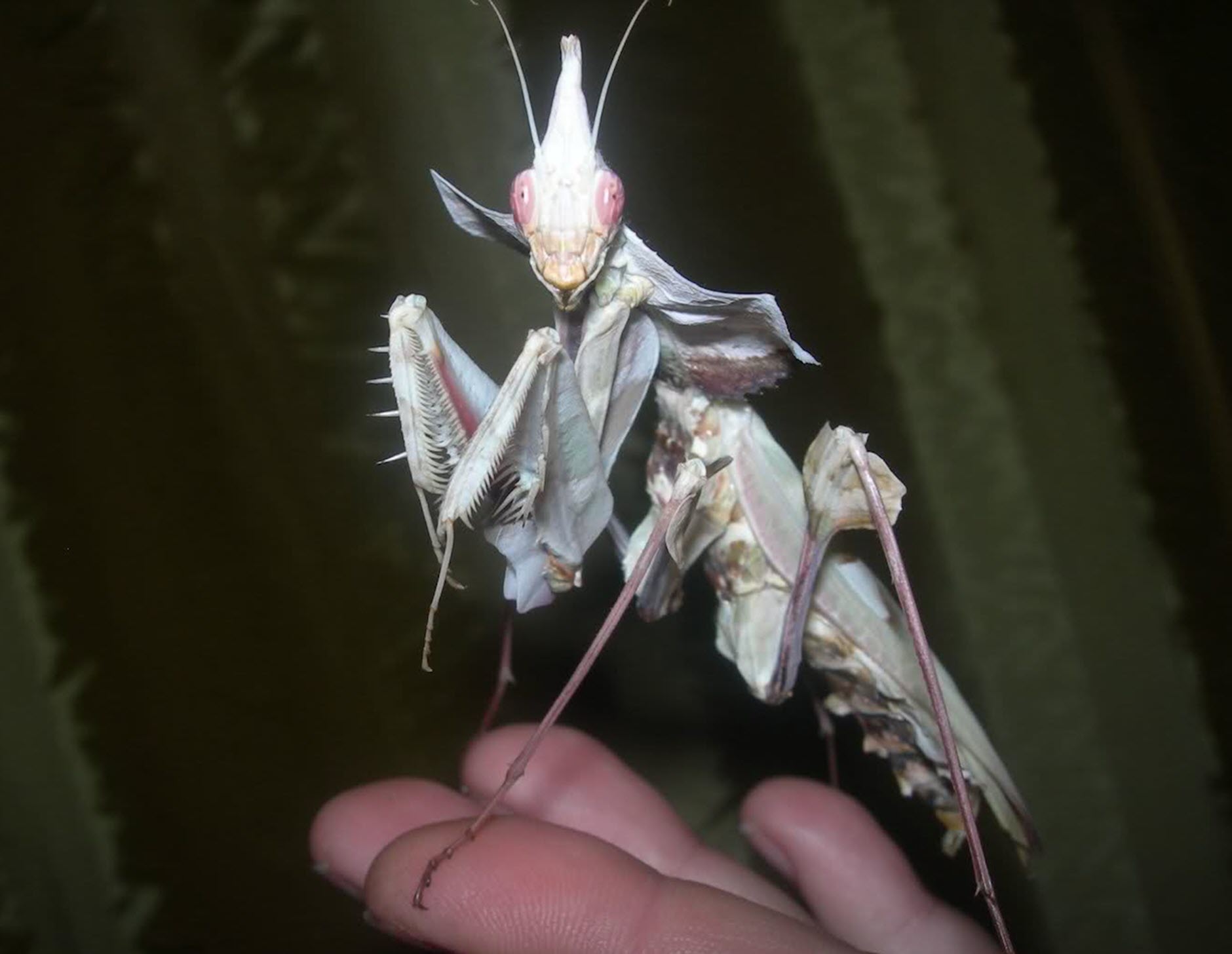 The Devil's Flower Mantis, AKA Idolomantis Diabolica