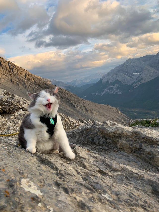 Cat's can do a little hiking.