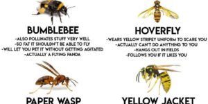 A comprehensive guide to Flying Yellow Stripey Things