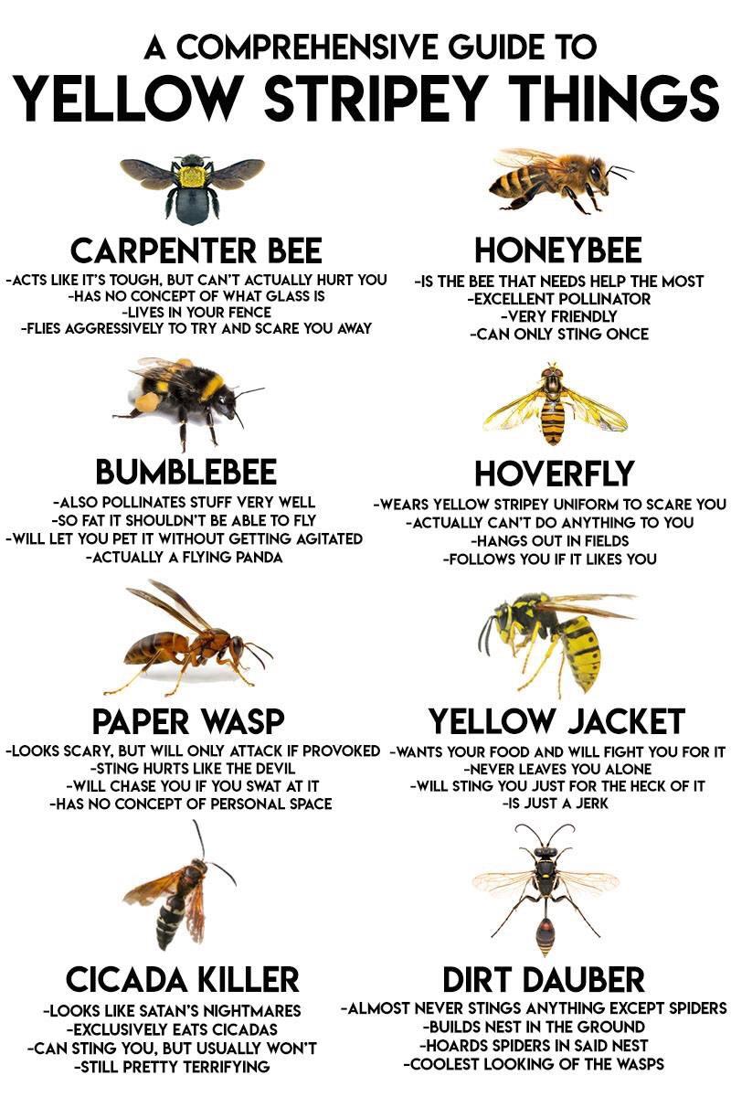 A comprehensive guide to Flying Yellow Stripey Things