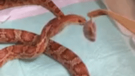 Uncalibrated danger noodle…