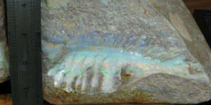 Only known opalized fish fossil