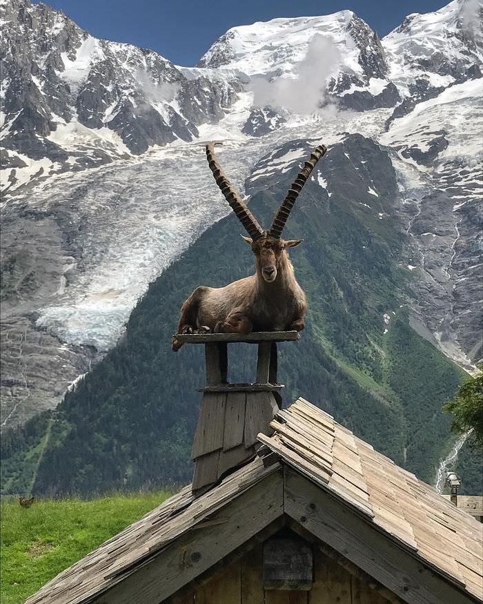 The Goat King  atop His throne