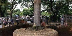 How Japan relocates trees.