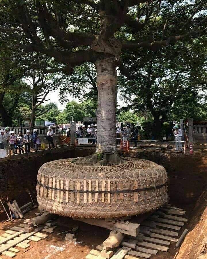 How Japan relocates trees.