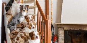 All dogs work on the stairway to heaven