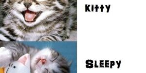 Soft kitty, warm kitty…