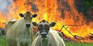 Evil Cows.