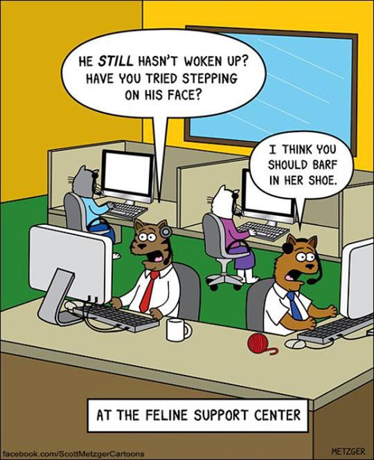 Cat Support Center