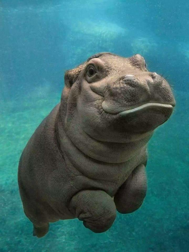 Baby hippo will murder your entire family. Run.